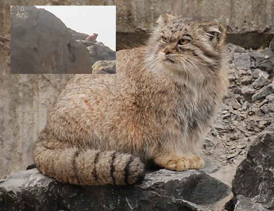 این گربه نادر وحشی در ایران دیده شد!
