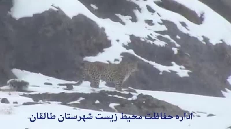 مشاهده یک قلاده پلنگ در روستایی نزدیک تهران