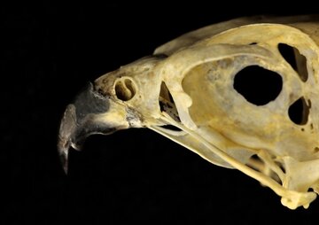 falcon-skull1.jpg