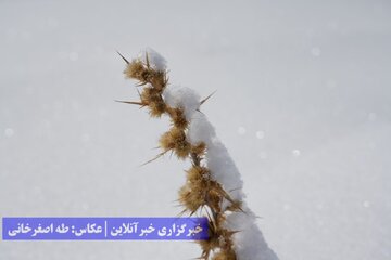 طبیعت برفی ارومیه