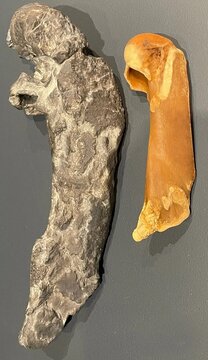 پنگوئن غولپیکر ۱۶۰ کیلویی با ۲ متر قد