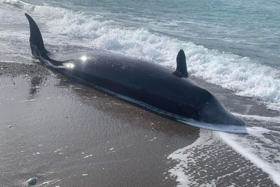 مرگ عجیب نهنگ‌ها در اثر زلزله ترکیه / عکس