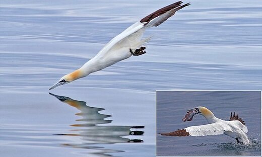 عکس | شیرجه زدن با این سرعت در آب، مساوی مرگ است! عکس | شیرجه زدن با این سرعت در آب، مساوی مرگ است!