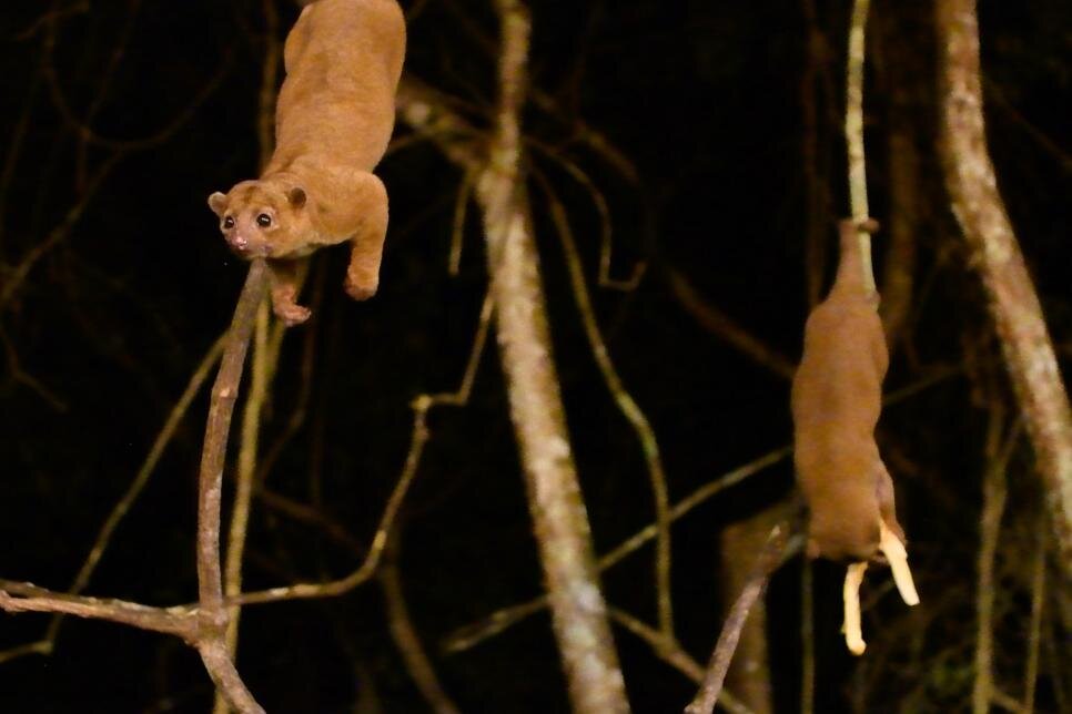 عکس| وحشت نکنید! با عجیبترین حیوانات دنیا آشنا شوید