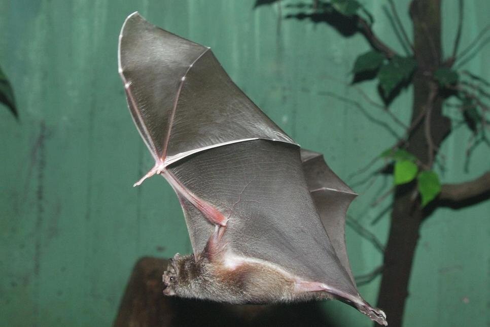 عکس| وحشت نکنید! با عجیبترین حیوانات دنیا آشنا شوید