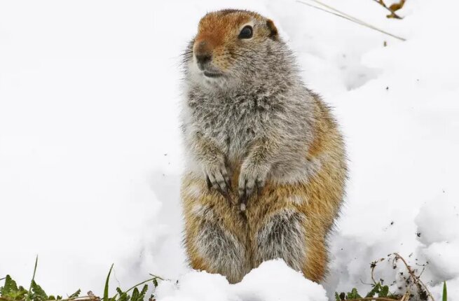 موجودی استثنایی که با یک تپش قلب در دقیقه زنده میماند / عکس