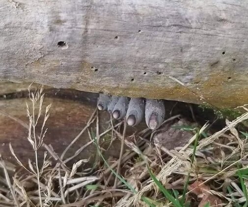 انگشتان مرده زیر تنه درخت / صحنه‌ای هولناک در جنگل / عکس