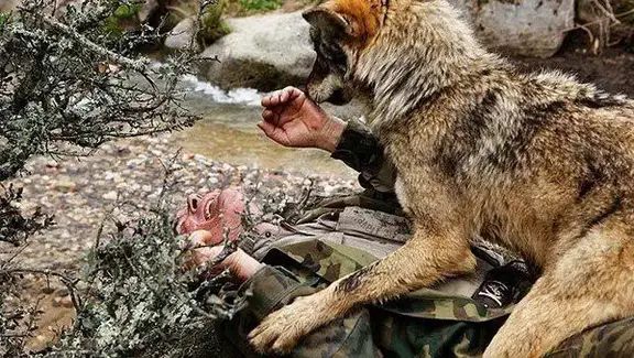 عکس | 12 سال زندگی با گرگها؛ مردی که از نجات پیدا کردن پشیمان شد!