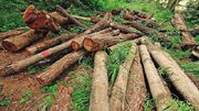 ۲۵ تن چوب درختان جنگلی در بندرخمیر توقیف شد