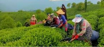 پرداخت مطالبات چایکاران تاپایان بهمن ماه