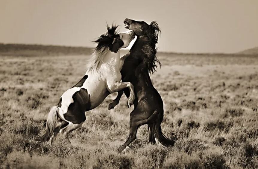 تصاویر چشم‌گیر از اسب‌های وحشی در دل طبیعت