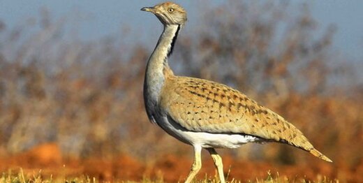 زنگ خطر انقراض هوبره به صدا درآمد زنگ خطر انقراض هوبره به صدا درآمد