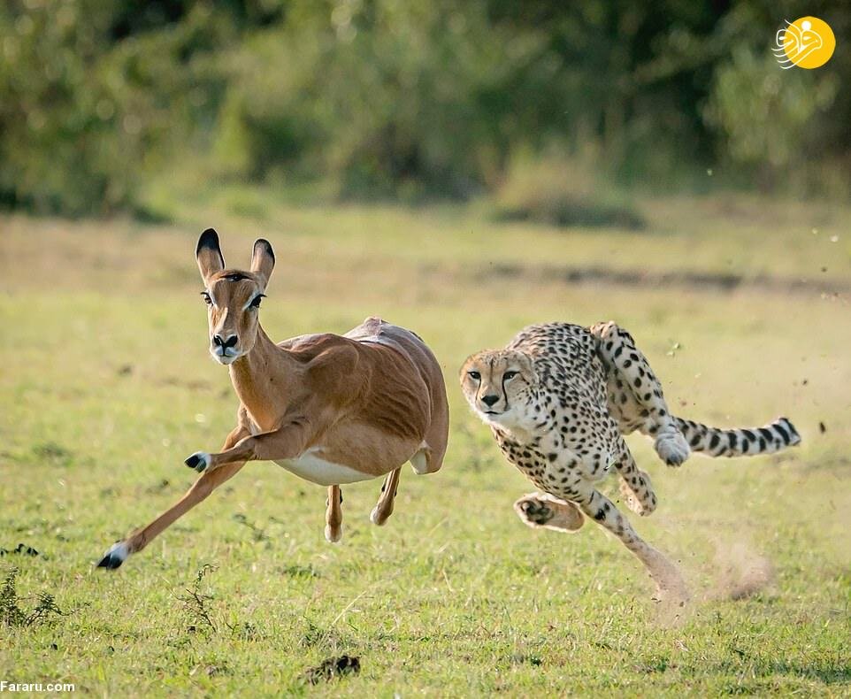 عکس| تصاویر خیرهکننده از شکار حیوانات در حیات وحش