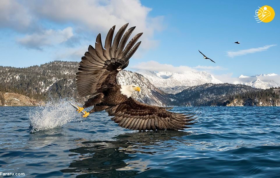 عکس| تصاویر خیرهکننده از شکار حیوانات در حیات وحش