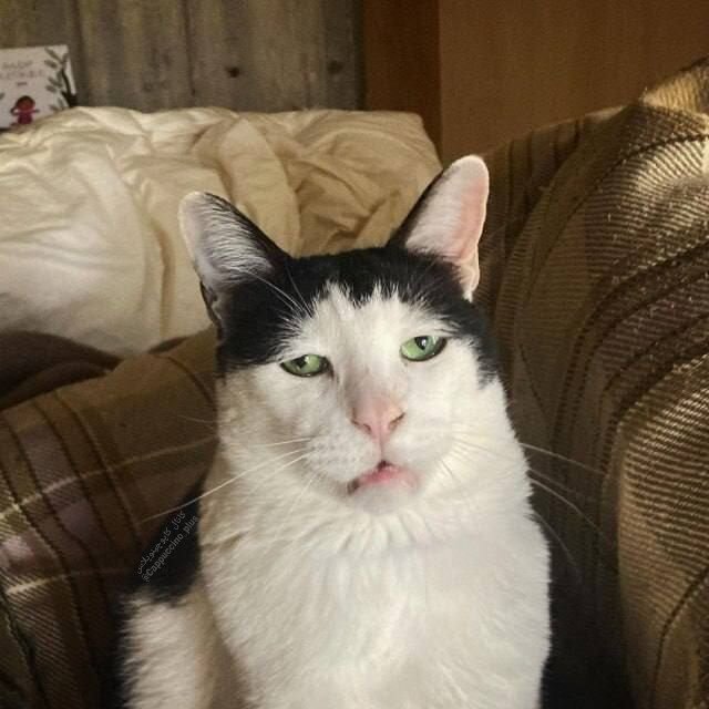 تصاویر غمگین یک گربه خبرساز شد / عکس