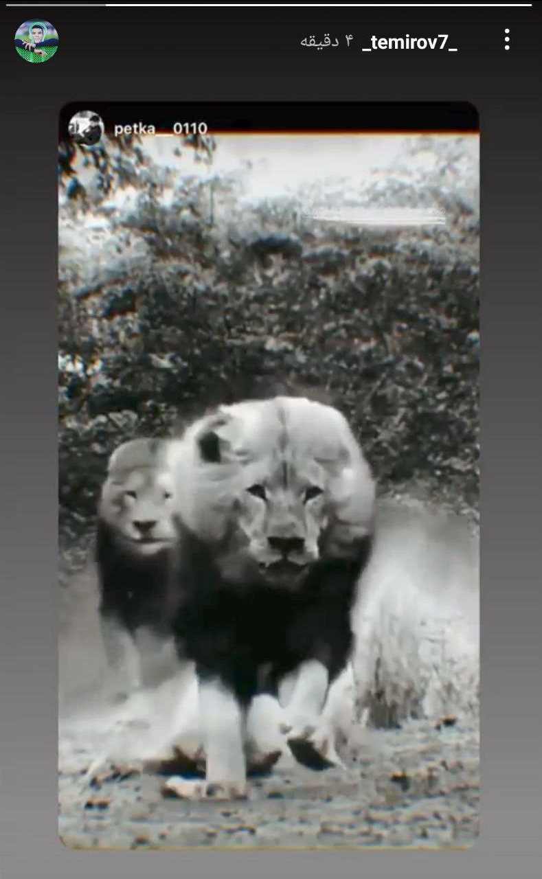 عکس | خط و نشان به شیر تاشکند 2