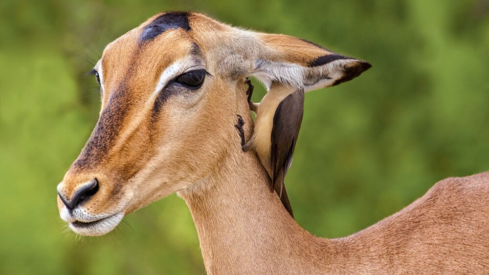 عکس | تصاویری دیدنی از همزیستی یک آهو و پرنده