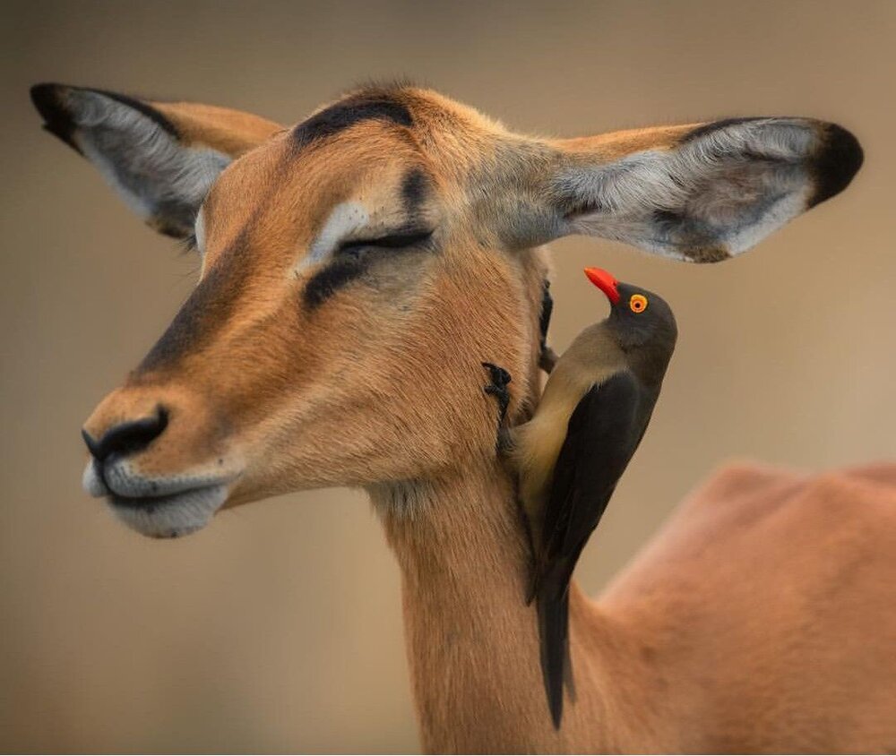 عکس | تصاویری دیدنی از همزیستی یک آهو و پرنده