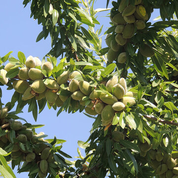 درخت بادام که ۱۰۰ کیلو بار می‌دهد!