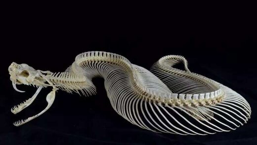 عکس | راز شگفت انگیز جایگزینی «دندان مار»! عکس | راز شگفت انگیز جایگزینی «دندان مار»!