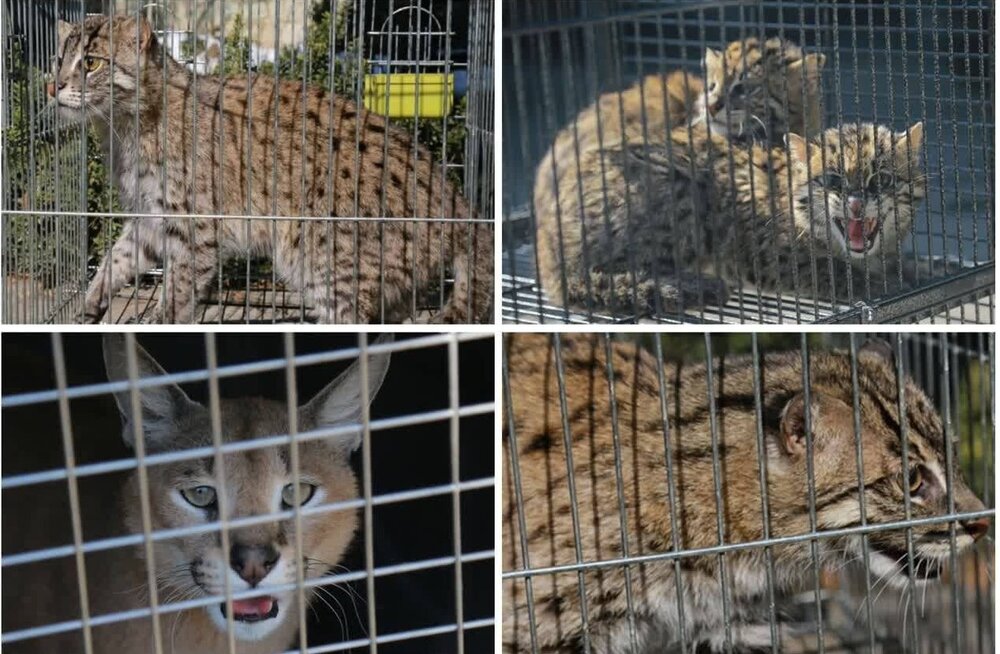 کشف محموله قاچاق گربه‌سانان وحشی در تهران
