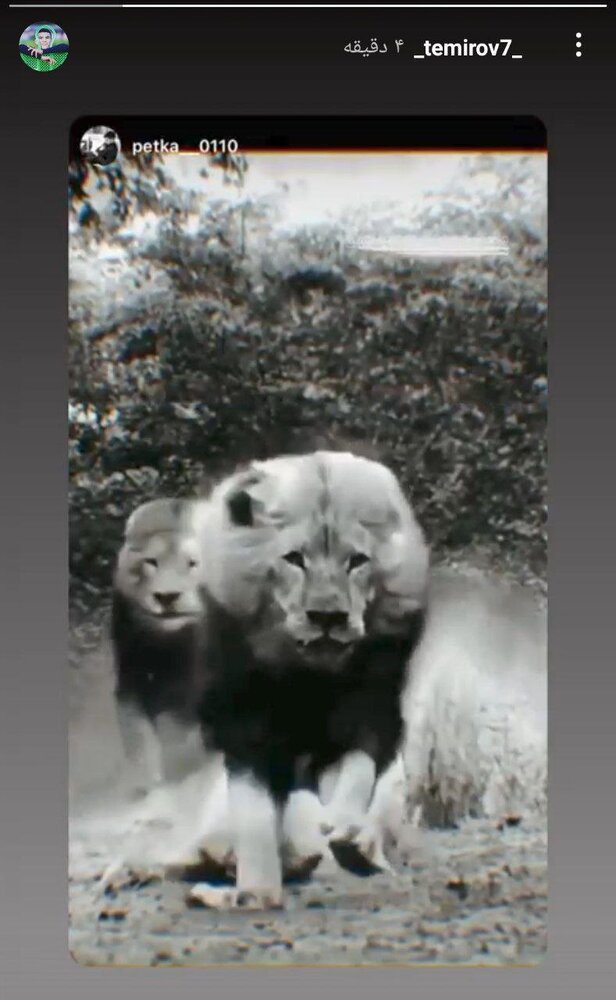 عکس | یک پرسپولیسی شیر شد