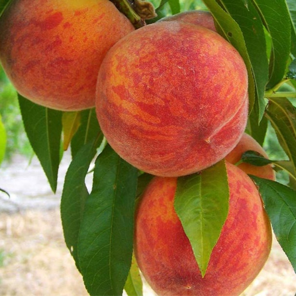 رکورد تولید نهال بادام در ایران شکسته شد!