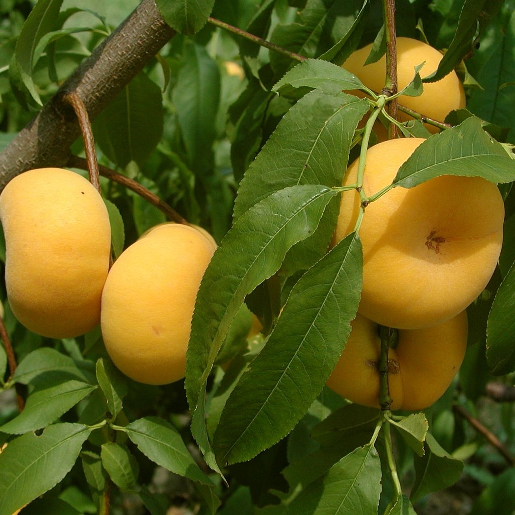 رکورد تولید نهال بادام در ایران شکسته شد!