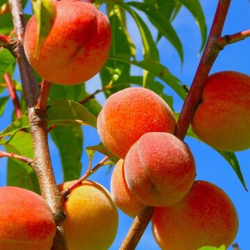 رکورد تولید نهال بادام در ایران شکسته شد!