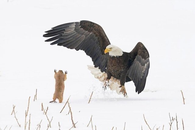 عکس | تصاویر کمدی از حیات وحش / سنجابی که می‌خواهد عقاب را بترساند