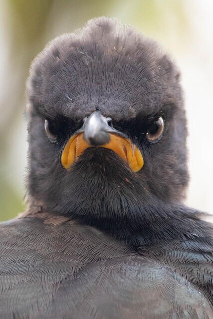 عکس | تصاویر کمدی از حیات وحش / سنجابی که می‌خواهد عقاب را بترساند