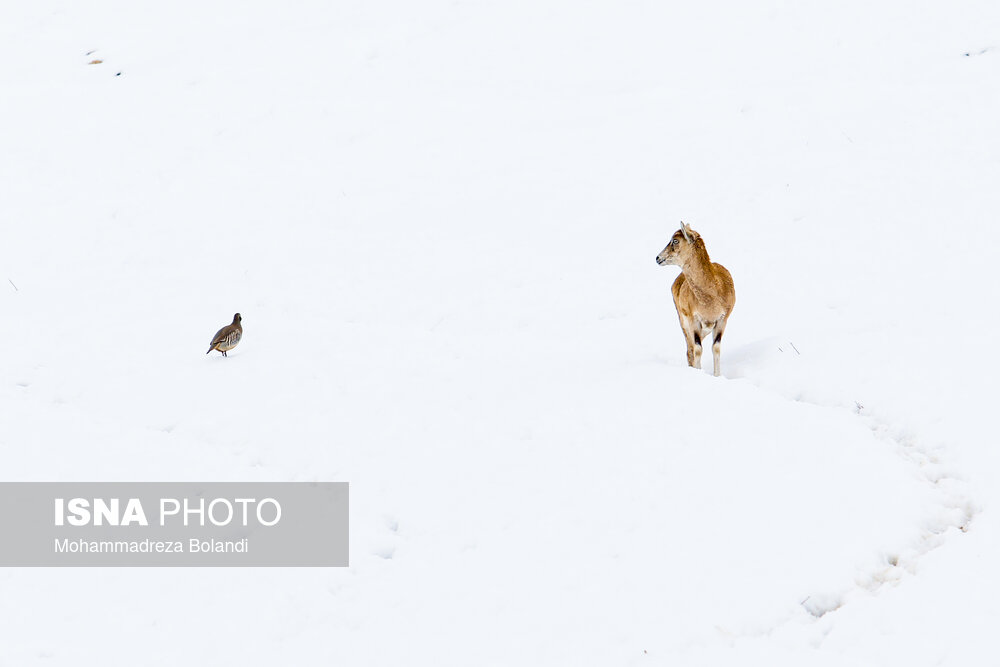 عکس| تصاویر کمتر دیده شده از گله قوچ و میش در برف امسال