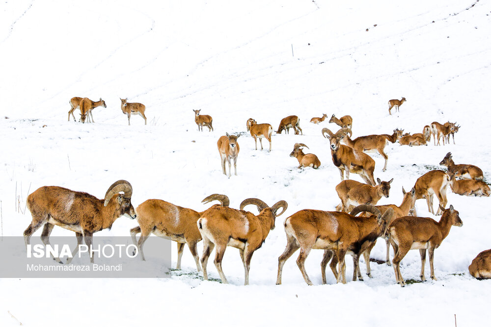 عکس| تصاویر کمتر دیده شده از گله قوچ و میش در برف امسال
