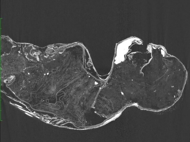 راز شگفتانگیز پری دریایی مومیایی شده ژاپنی! / عکس