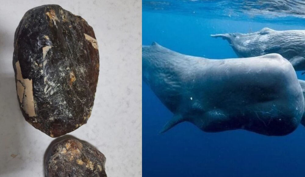 طلای شناور، گنج بزرگ دریا کجا پیدا میشود؟ / عکس