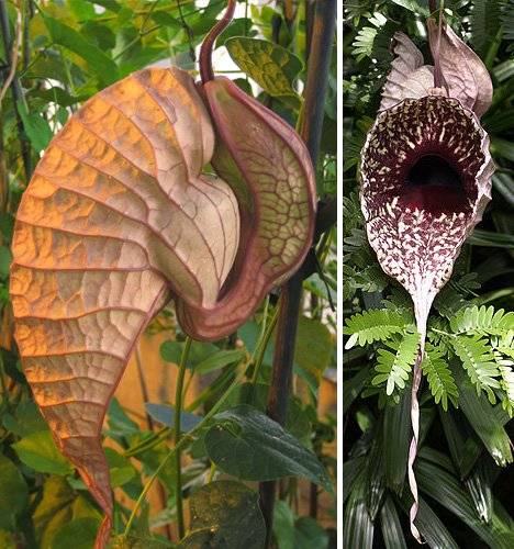 عکس| ۵ گونه از ترسناک‌ترین و عجیب‌ترین گیاهان دنیا/ از گل جسد تا گیاهی که بوی موش می‌دهد