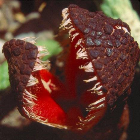 عکس| ۵ گونه از ترسناک‌ترین و عجیب‌ترین گیاهان دنیا/ از گل جسد تا گیاهی که بوی موش می‌دهد