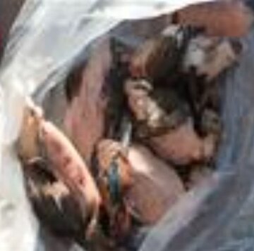 بیش از ده قطعه پرنده خوتکای صید شده در بندرکیاشهر کشف و ضبط شد 