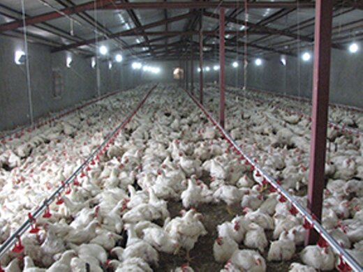 تولید ۶۰هزار تن مرغ گوشتی در مرغداری‎‌های قزوین