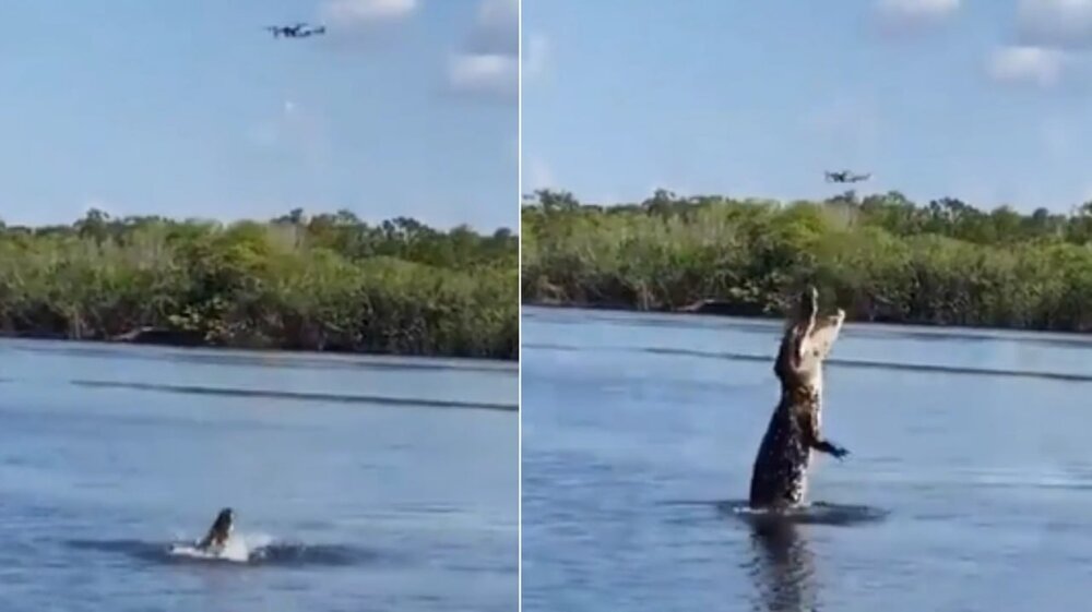 تصویری از تلاش جالب یک تمساح برای گرفتن پهپاد