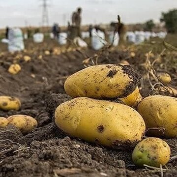 غلظت نیترات سیب زمینی تولیدی در چهارمحال و بختیاری پایین تر از حد استاندارد است