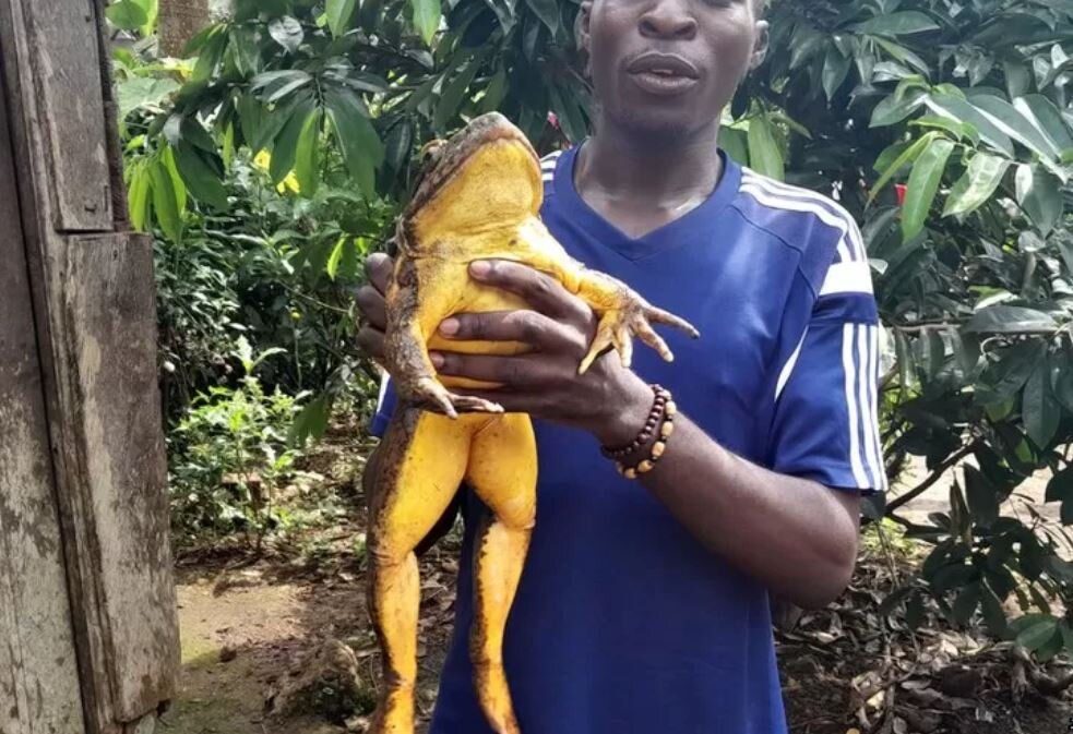 قورباغهای عظیمالجثه به اندازه یک گربه /عکس