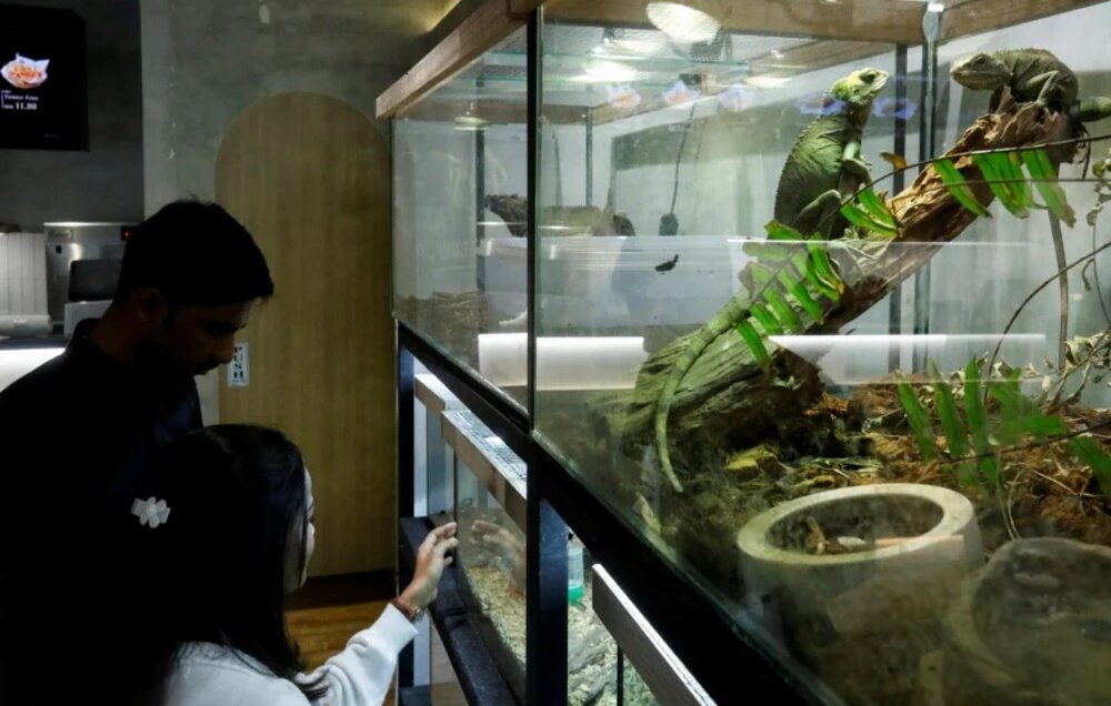 عکس|در این کافه مار و مارمولک عرضه میشود!