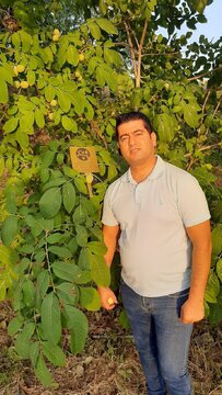 نهال گردوی سودآور و پر بازده سال ۱۴۰۱ کدام است؟