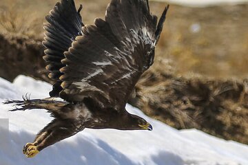 تصاویر |  رهاسازی پرندگان شکاری در همدان