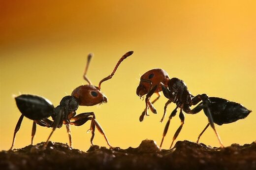 ببینید | مورچه‌هایی که رفیق نیم‌ راه شدند!