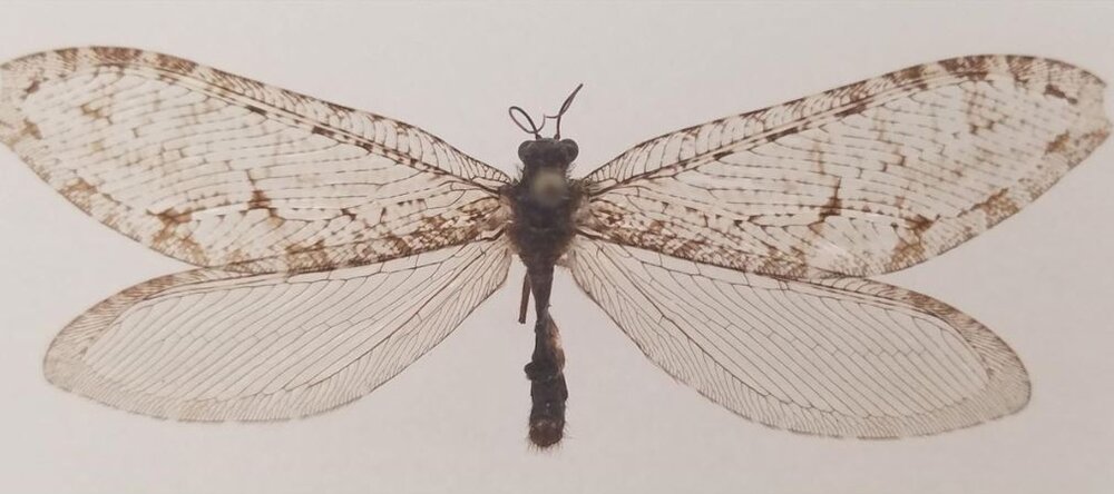 پیدا شدن تصادفی حشره غولپیکر باستانی در آمریکا / عکس