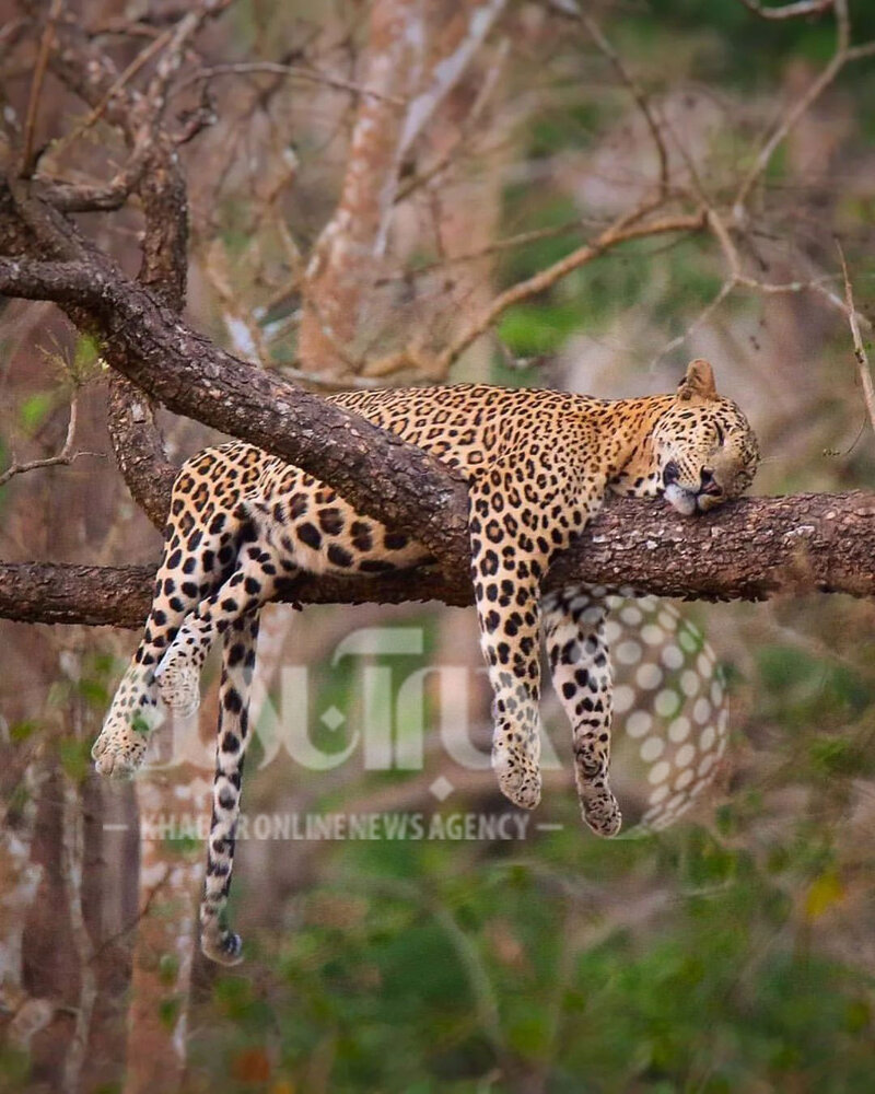  عکس | چرت زدن عصرانه یک پلنگ روی شاخه درخت