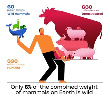 5818890 - نتیجه باورنکردنی مقایسه وزن انسان‌ها و حیوانات روی کره زمین! /عکس