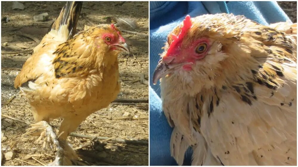 عکس| پیرترین مرغ جهان ۲۰ سال و ۳۰۴ روز سن دارد